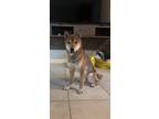 Adopt Kenji a Brown/Chocolate Shiba Inu / Mixed dog in Gilbert, AZ (41388093)