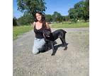Adopt Jewel a Black Cane Corso / Mixed dog in Smartsville, CA (41388084)