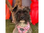 Feather, Cairn Terrier For Adoption In Carlsbad, California