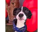 Jason, Terrier (unknown Type, Medium) For Adoption In Carlsbad, California
