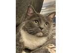 Adopt Luna a Gray or Blue (Mostly) Domestic Shorthair / Mixed (medium coat) cat