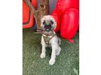 Bobby, Border Terrier For Adoption In Carlsbad, California
