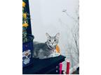 Adopt Grace a Gray or Blue Bengal / Mixed (short coat) cat in Waco