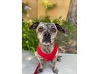 Adopt Webber a Mixed Breed (Medium) / Mixed dog in Thousand Oaks, CA (41340322)