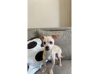 Adopt Torrin a Mixed Breed (Medium) / Mixed dog in Thousand Oaks, CA (41383144)