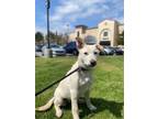 Adopt Parma a Mixed Breed (Medium) / Mixed dog in Thousand Oaks, CA (40971335)