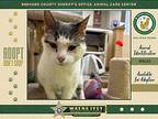 Sierra, Domestic Shorthair For Adoption In Melbourne, Florida