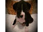 Boxer Puppy for sale in Liverpool, PA, USA