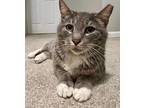 Adopt Lovely Lisa a Gray, Blue or Silver Tabby Domestic Shorthair (short coat)