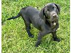 Roxy, Labrador Retriever For Adoption In Cordova, Tennessee