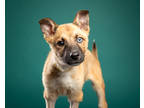 Adopt Bledsoe a Tan/Yellow/Fawn German Shepherd Dog / Mixed dog in Santa Paula