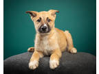 Adopt Starr a Tan/Yellow/Fawn German Shepherd Dog / Mixed dog in Santa Paula