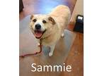 Sammie, Labrador Retriever For Adoption In Mountain View, Arkansas
