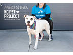 Adopt Princess Thea a White American Pit Bull Terrier / Mixed Breed (Medium) /