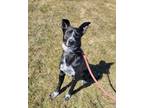Adopt Hardin a Black Mixed Breed (Medium) / Mixed dog in Wausau, WI (41170258)