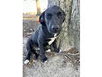 Hammer, Labrador Retriever For Adoption In Middletown, Connecticut