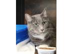 Adopt Piper a Gray or Blue Domestic Shorthair / Domestic Shorthair / Mixed cat