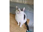 George, Domestic Shorthair For Adoption In Stanton, Michigan