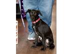 Adopt Lucky a Black - with White Dachshund / Mixed dog in Branford