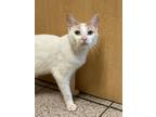 Adopt Goldie a White Domestic Shorthair / Mixed Breed (Medium) / Mixed (short