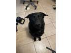 Adopt Cu a Black German Shepherd Dog / Mixed dog in Mesa, AZ (41387920)