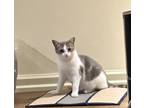 Adopt MellowMarsh a Gray or Blue (Mostly) Domestic Shorthair / Mixed (short