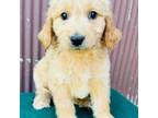 Goldendoodle Puppy for sale in Minonk, IL, USA