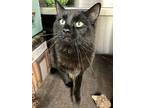 Lionel, Domestic Mediumhair For Adoption In Greater Napanee, Ontario
