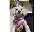 Adopt Sophie a Tan/Yellow/Fawn - with White Cocker Spaniel / Mixed dog in
