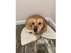 Adopt Ophelia a Tan/Yellow/Fawn Labrador Retriever / Mutt / Mixed dog in