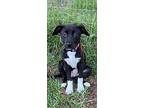 Disco, Labrador Retriever For Adoption In Brooksville, Florida