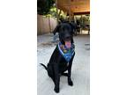 Adopt Dozer a Black Labrador Retriever / Mixed dog in Vancouver, WA (41042222)