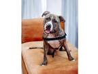 Adopt Harvey a Brindle Pit Bull Terrier dog in Dallas, TX (40524916)