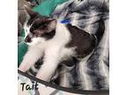 Tait, Domestic Shorthair For Adoption In Woodstock, Ontario