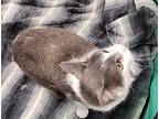 Taylor, Domestic Shorthair For Adoption In Woodstock, Ontario