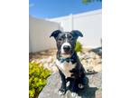 Adopt Charles2 a Black - with White Border Collie dog in Highlands Ranch