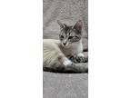 Shanti, Domestic Shorthair For Adoption In Campbell River, British Columbia