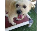 Sol, Terrier (unknown Type, Medium) For Adoption In Canutillo, Texas
