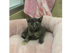 Jeanette, Domestic Shorthair For Adoption In Parlier, California
