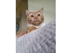 Adopt Simba a Orange or Red Tabby / Mixed (short coat) cat in Buckley