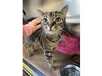 Lea, Domestic Shorthair For Adoption In Spring Lake, New Jersey