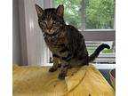 Lucky, Domestic Shorthair For Adoption In Spring Lake, New Jersey