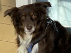 Adopt Razzy a Brindle Australian Shepherd / Mixed (short coat) dog in Colorado