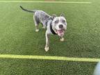 Minestroni, American Pit Bull Terrier For Adoption In Escondido, California