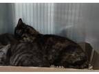Adopt Sarah a All Black Domestic Shorthair / Domestic Shorthair / Mixed cat in