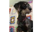 Adopt Rhea a Black Dachshund / Mixed Breed (Medium) / Mixed (medium coat) dog in