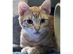 King, Domestic Shorthair For Adoption In Northwood, New Hampshire