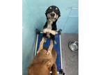 Adopt Koda a Black Australian Shepherd / Mixed dog in Flagstaff, AZ (40774766)