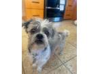 Adopt Patches a White Shih Tzu / Mixed dog in Oak Creek, WI (41385527)
