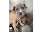 Adopt Cooper a Brown/Chocolate American Pit Bull Terrier / Mixed Breed (Medium)